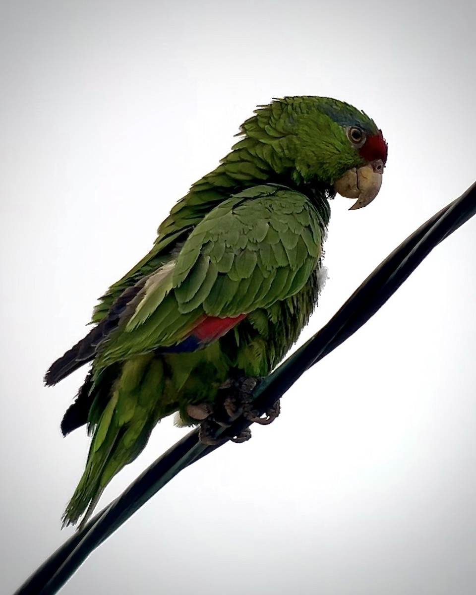 Red-crowned Parrot - ML618497104