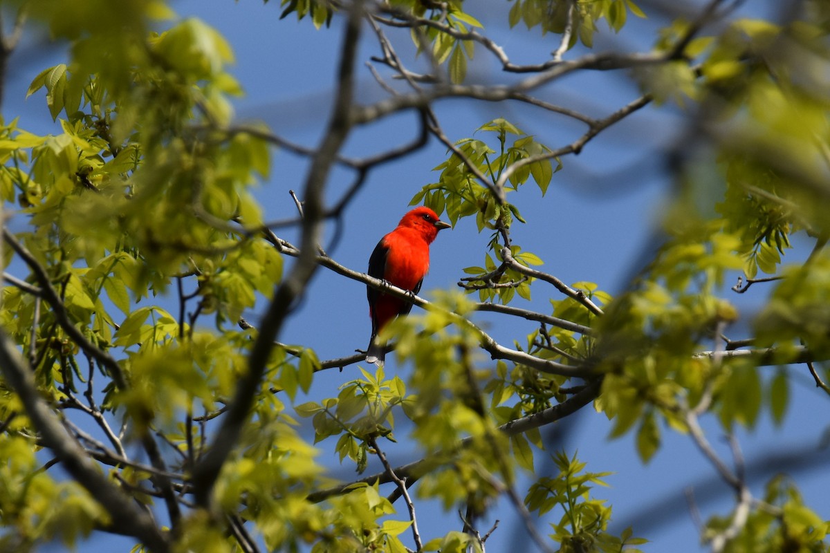Scarlet Tanager - ML618497108