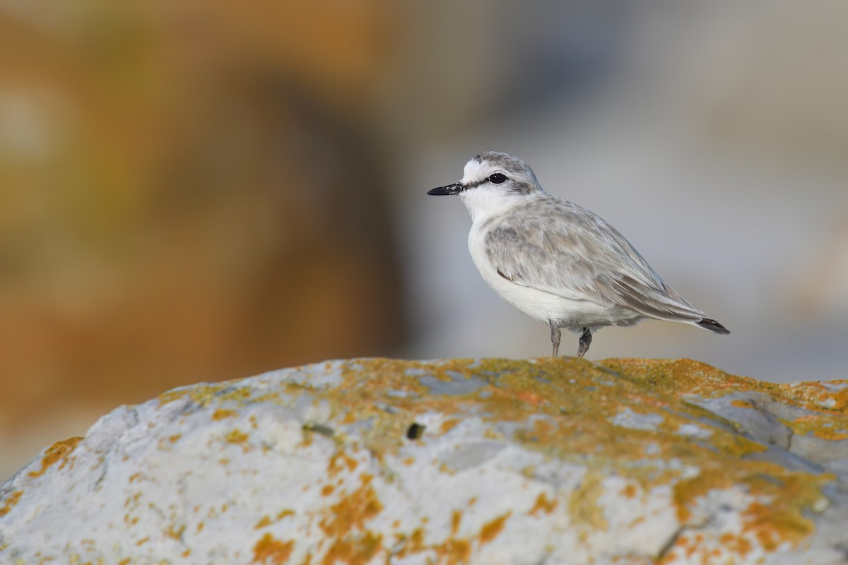 White-fronted Plover - ML618497165