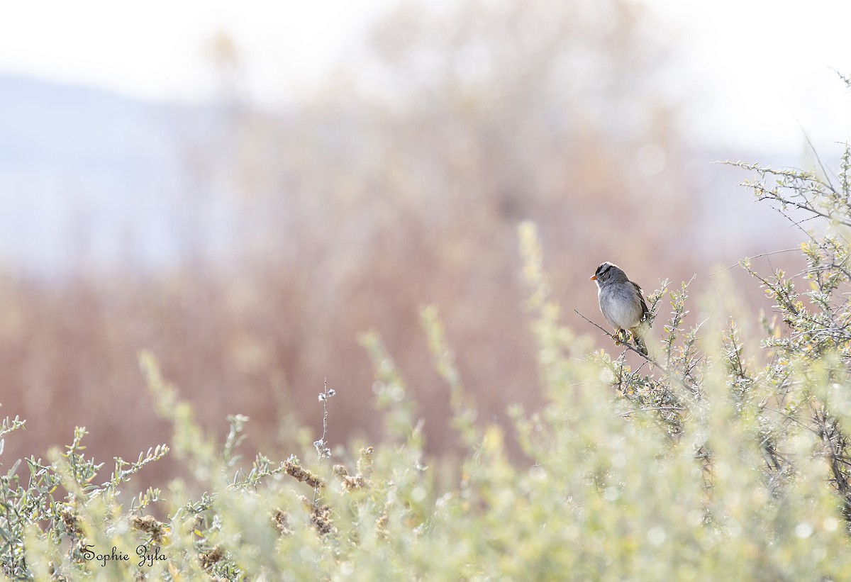 White-crowned Sparrow - ML618497184