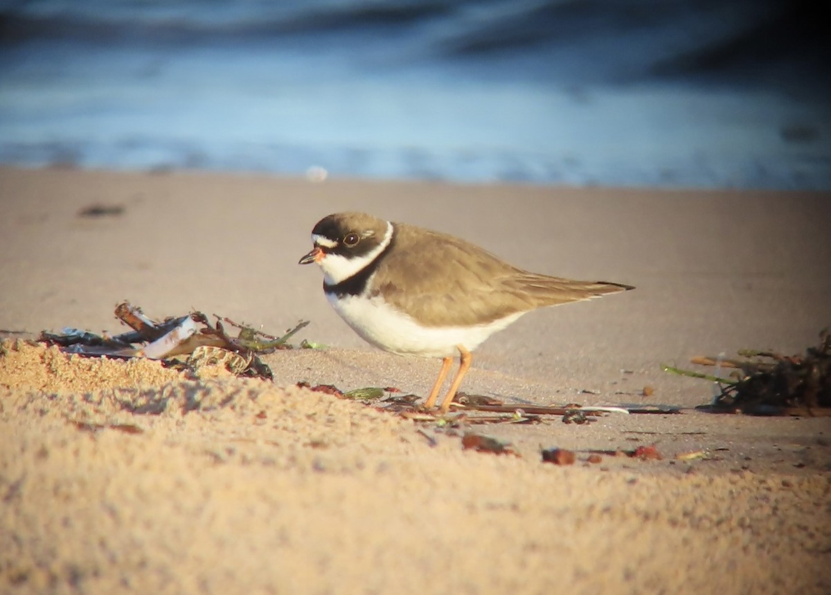 Semipalmated Plover - ML618497194