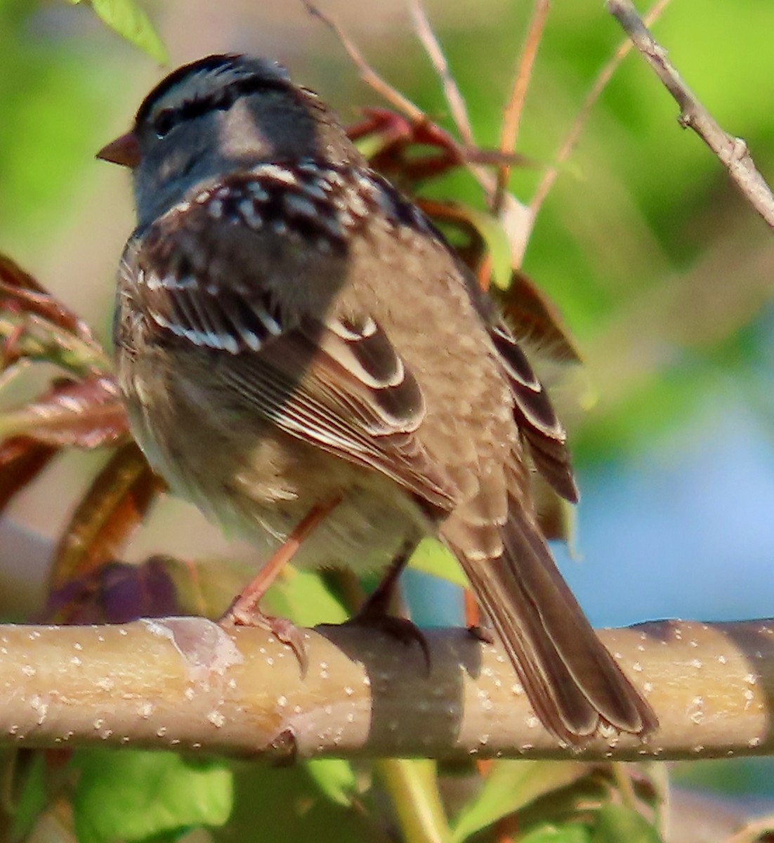 White-crowned Sparrow - ML618497215