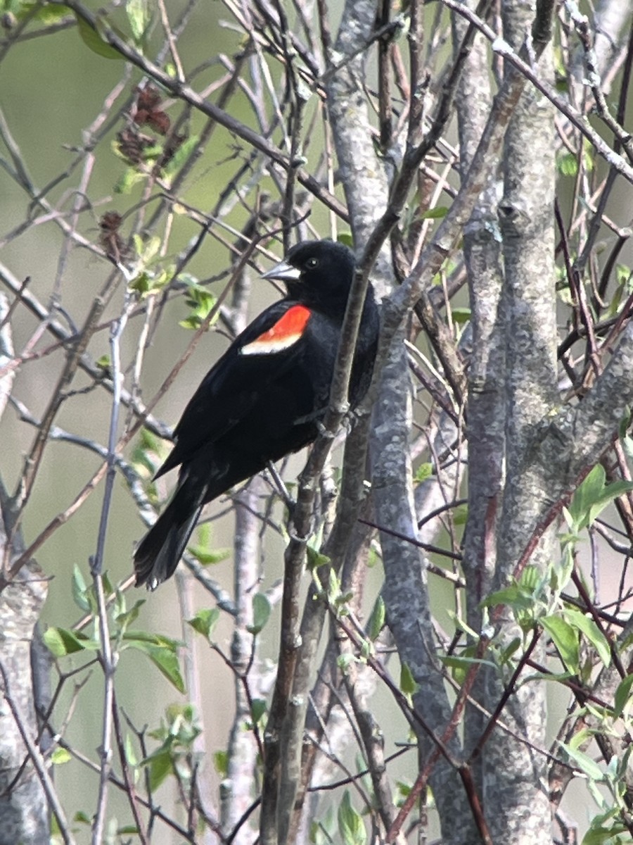 Red-winged Blackbird - ML618497228