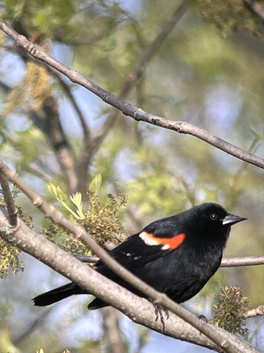Red-winged Blackbird - ML618497229