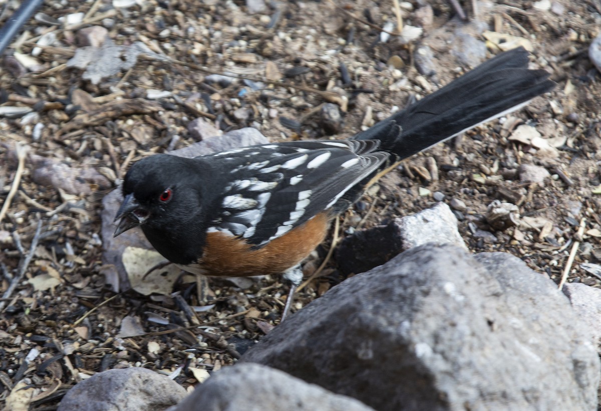 Spotted Towhee - ML618497233