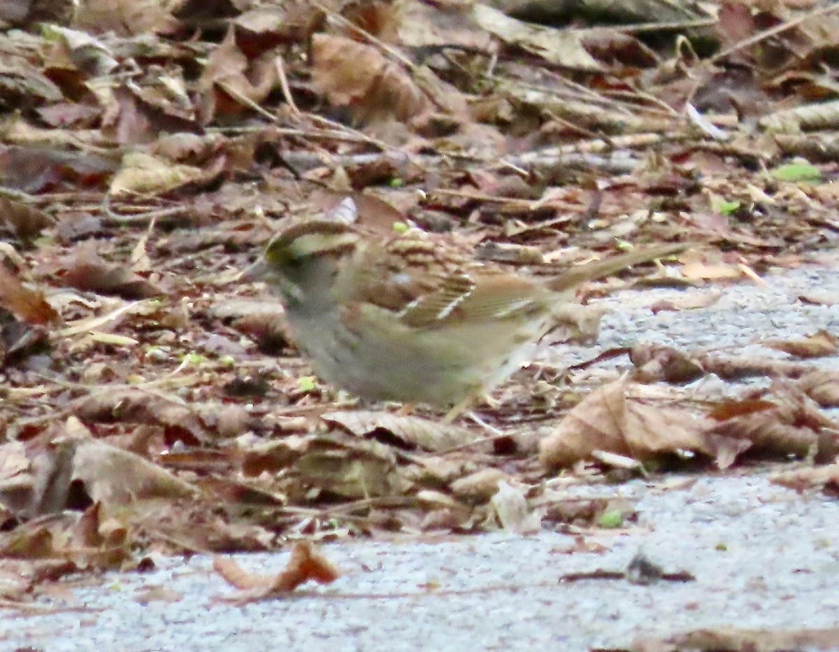 White-throated Sparrow - ML618497237