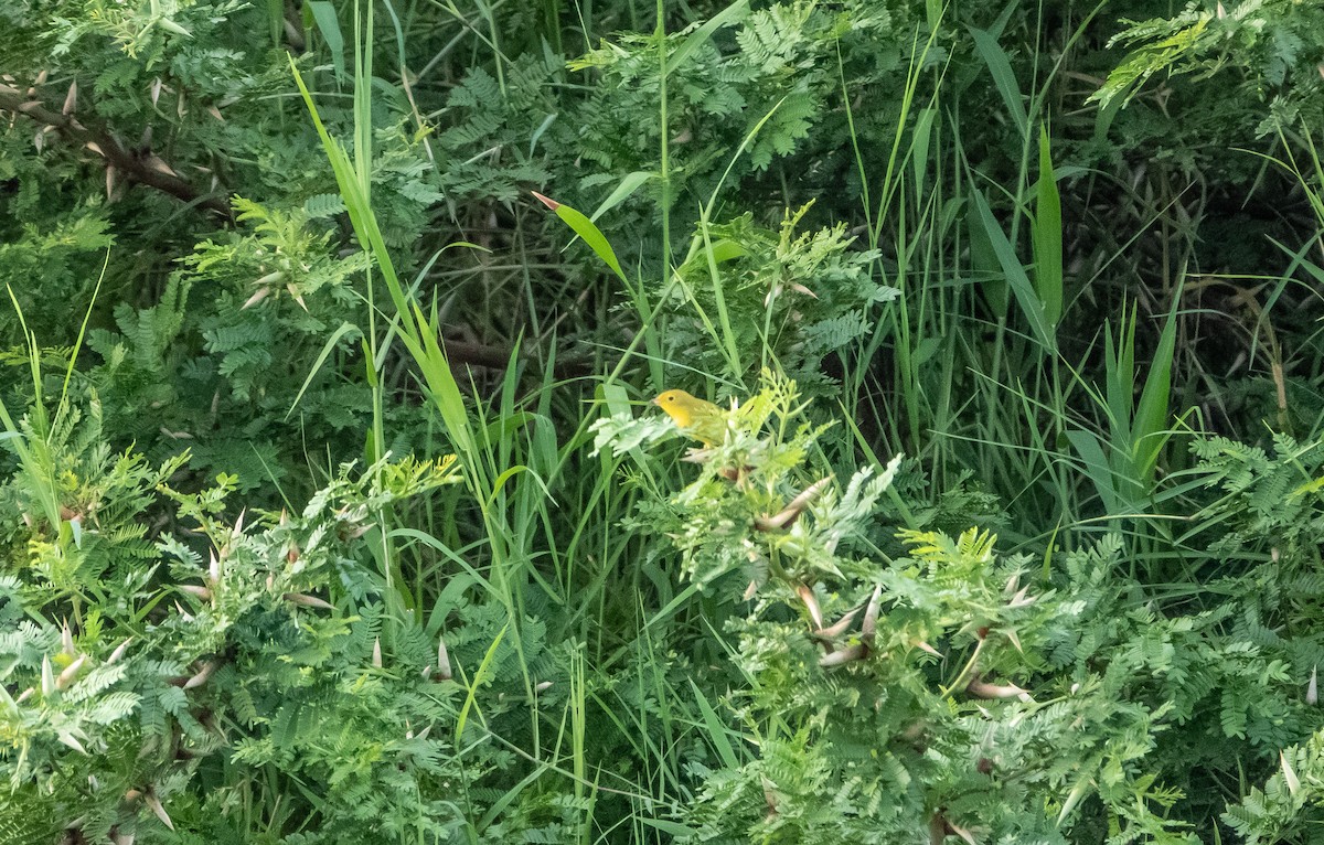 Yellow Warbler - ML618497264