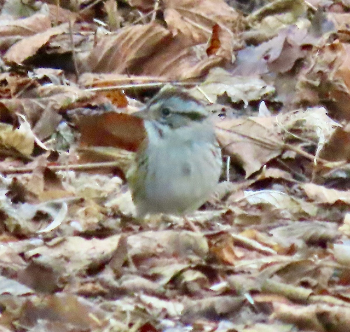 Swamp Sparrow - ML618497269
