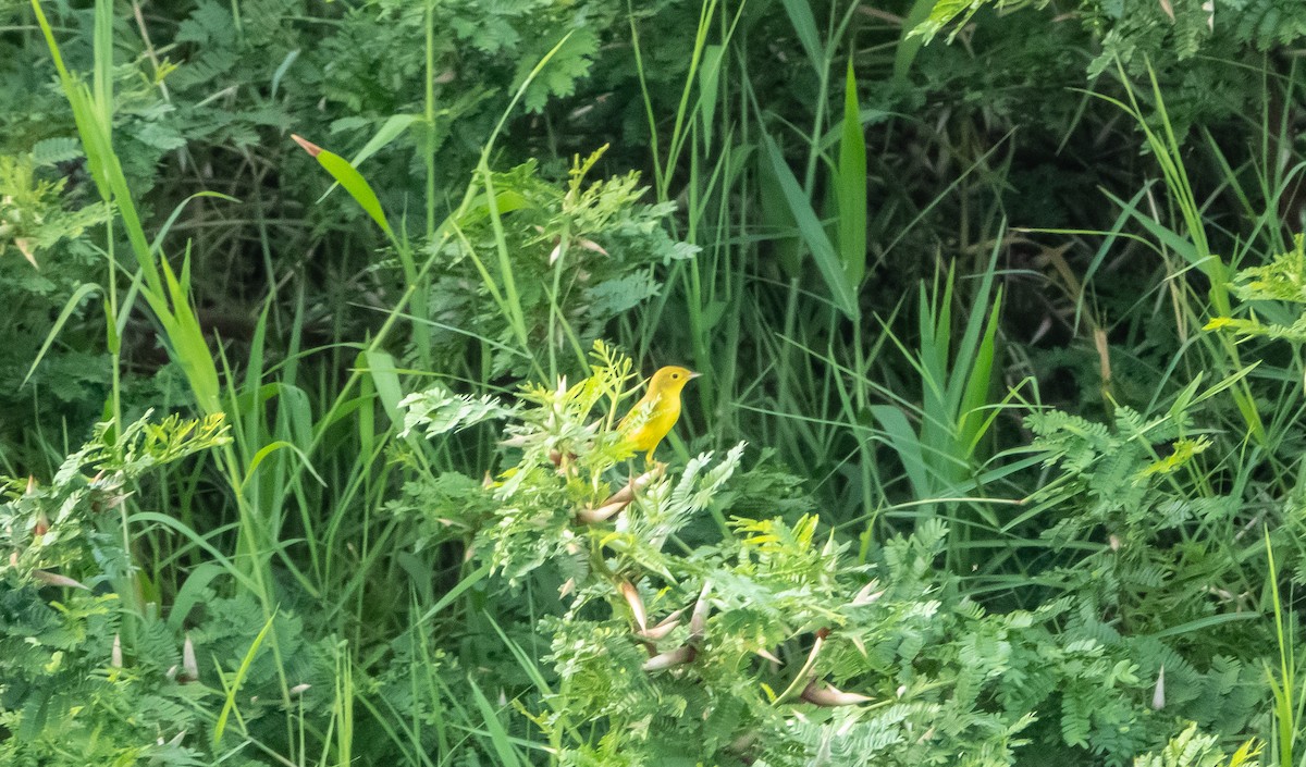 Yellow Warbler - ML618497285