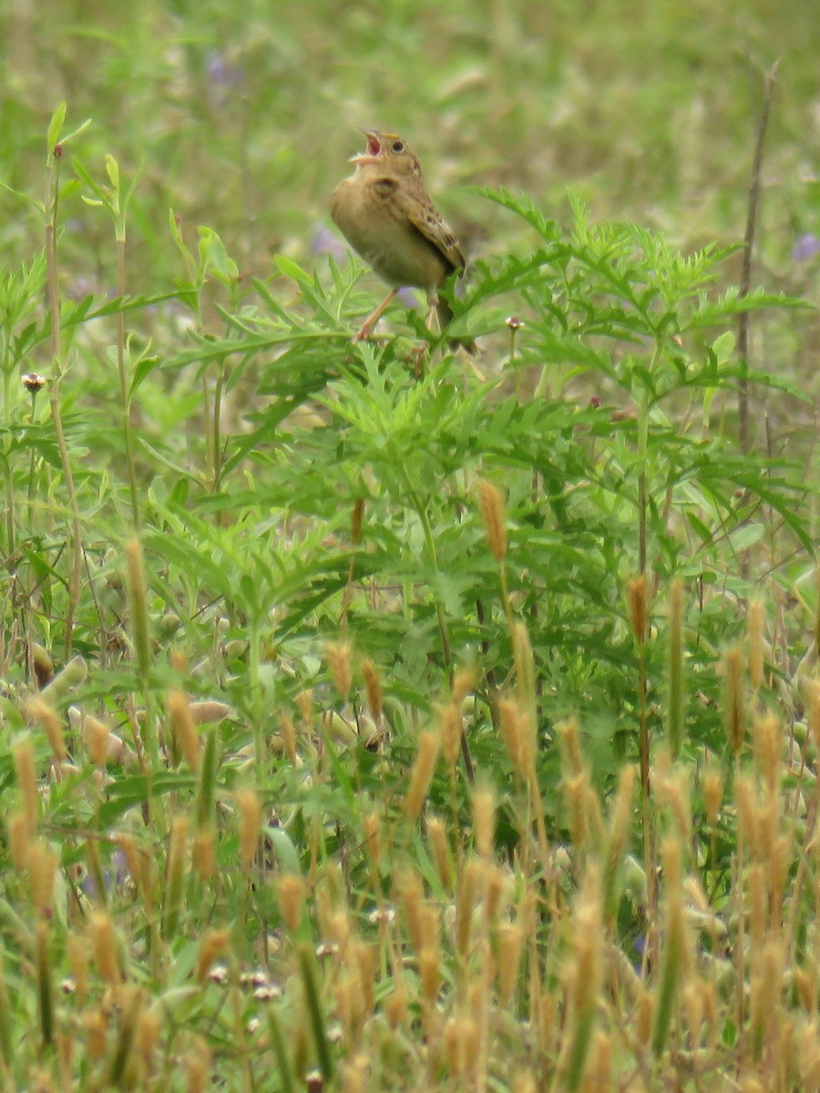 Grasshopper Sparrow - ML618497289