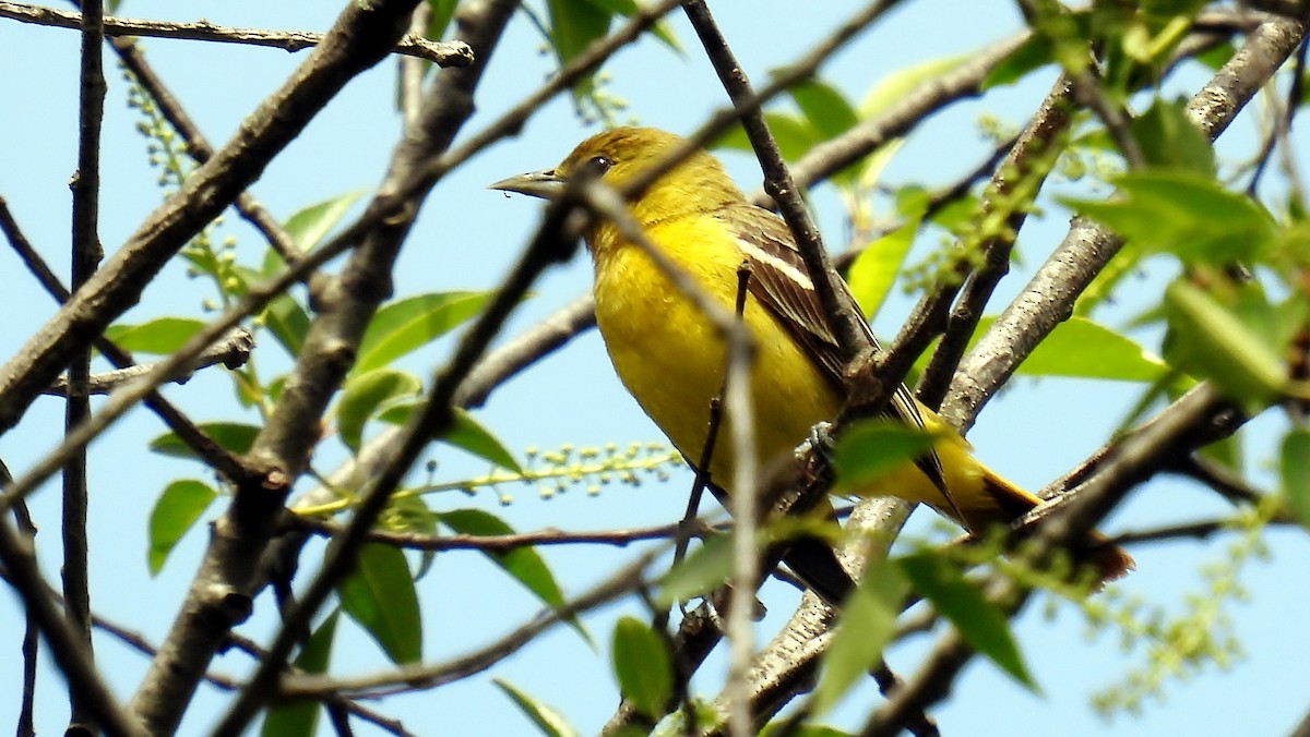 Orchard Oriole - ML618497306