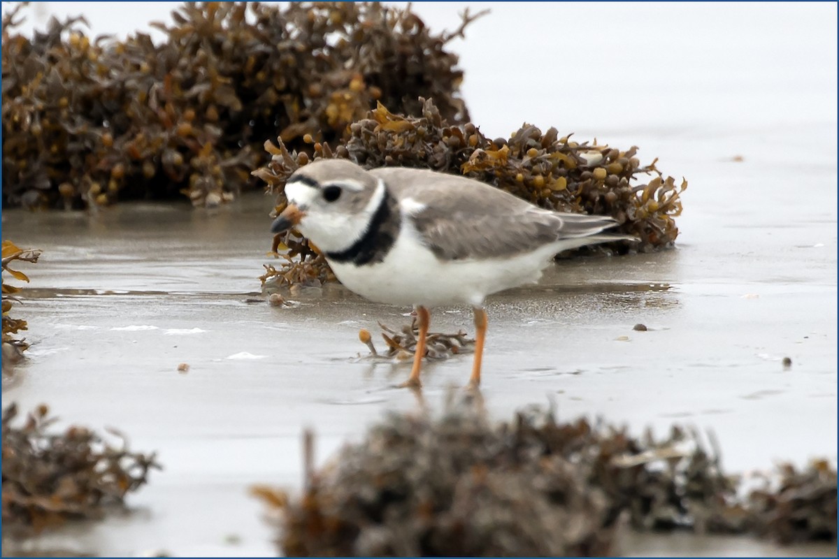 Piping Plover - ML618497313