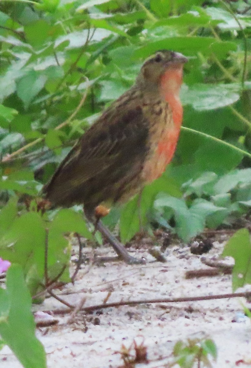 Red-breasted Meadowlark - ML618497314