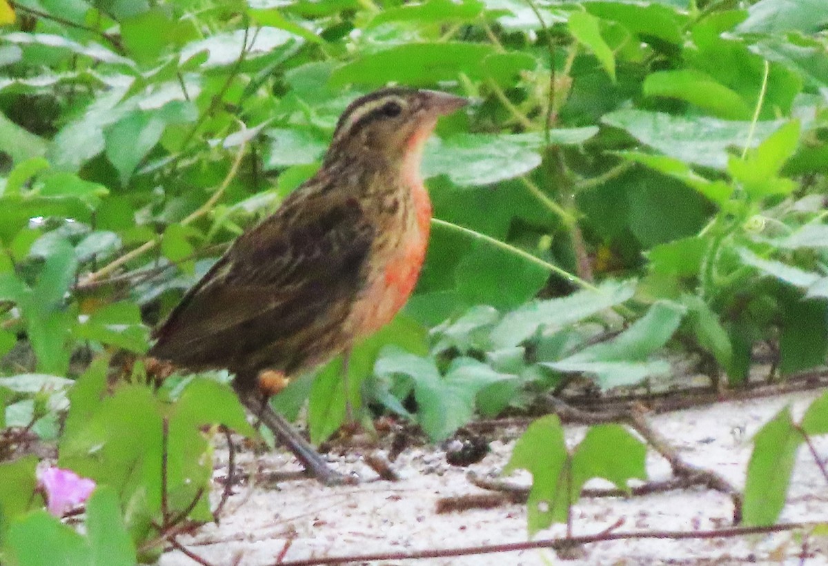 Red-breasted Meadowlark - ML618497317