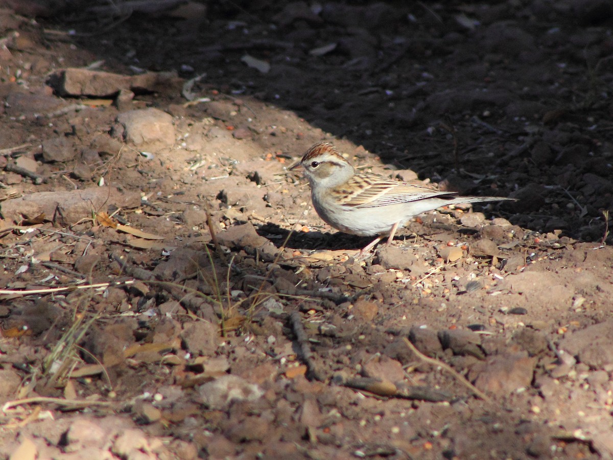 Chipping Sparrow - Sam Holcomb