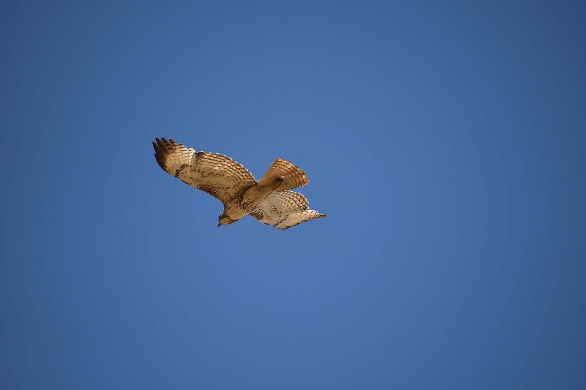 Red-tailed Hawk - ML618497354