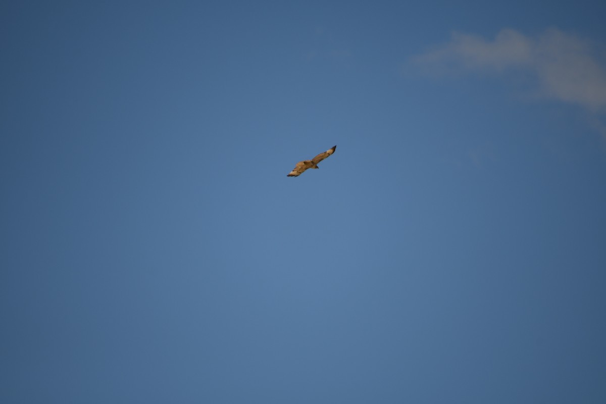 Red-tailed Hawk - ML618497357