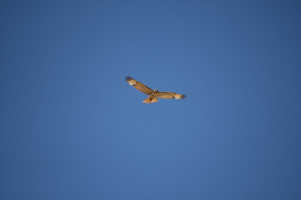 Red-tailed Hawk - ML618497359