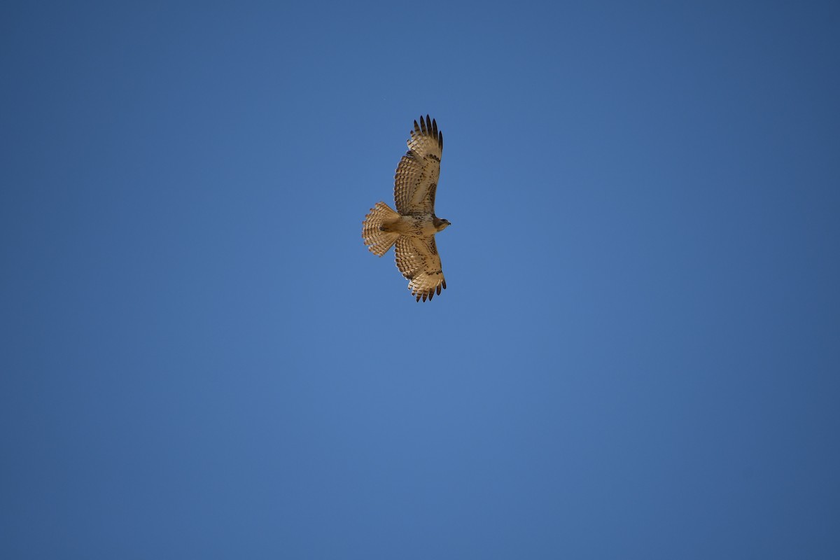Red-tailed Hawk - ML618497362