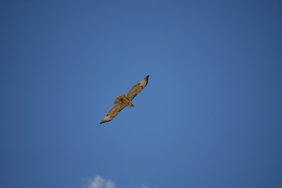 Red-tailed Hawk - ML618497363