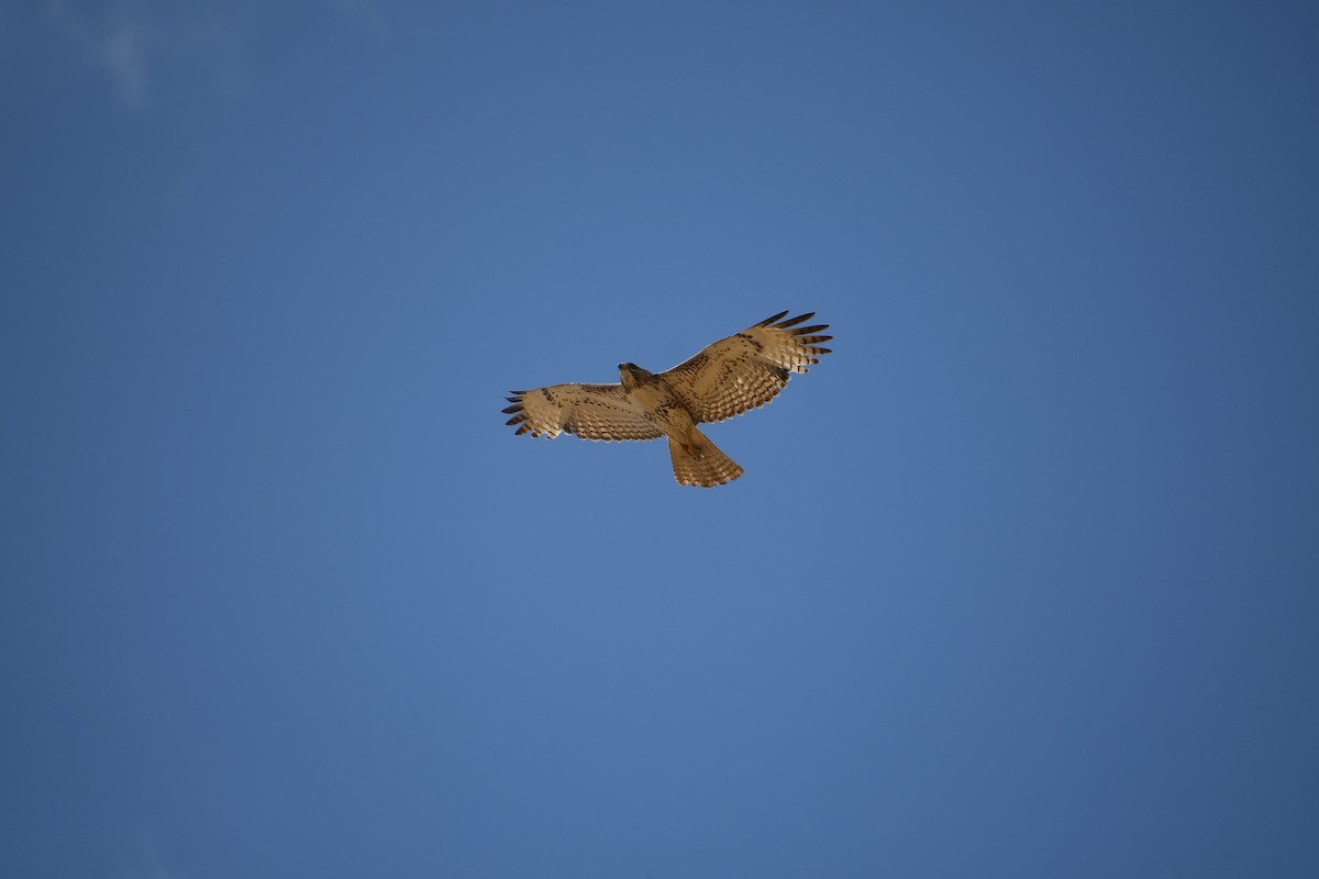 Red-tailed Hawk - ML618497367