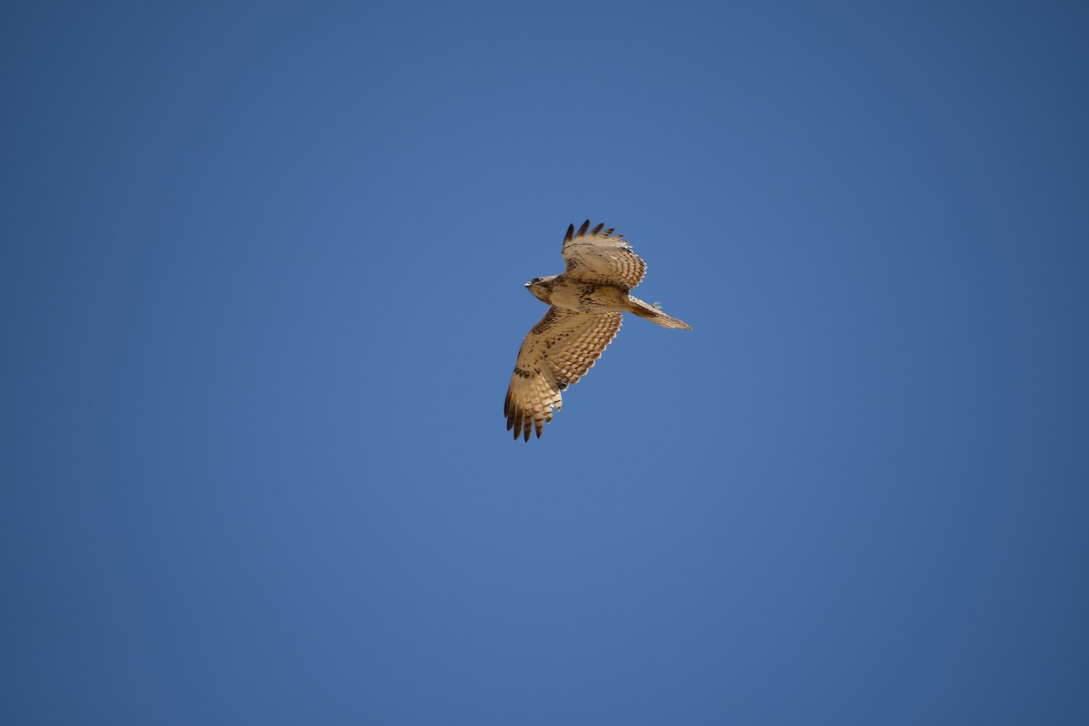 Red-tailed Hawk - ML618497369