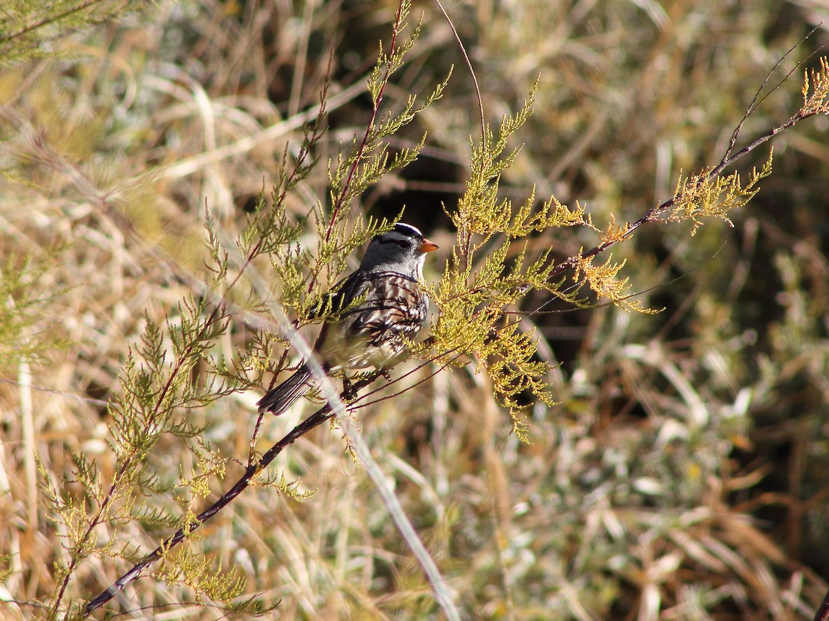 White-crowned Sparrow - ML618497390