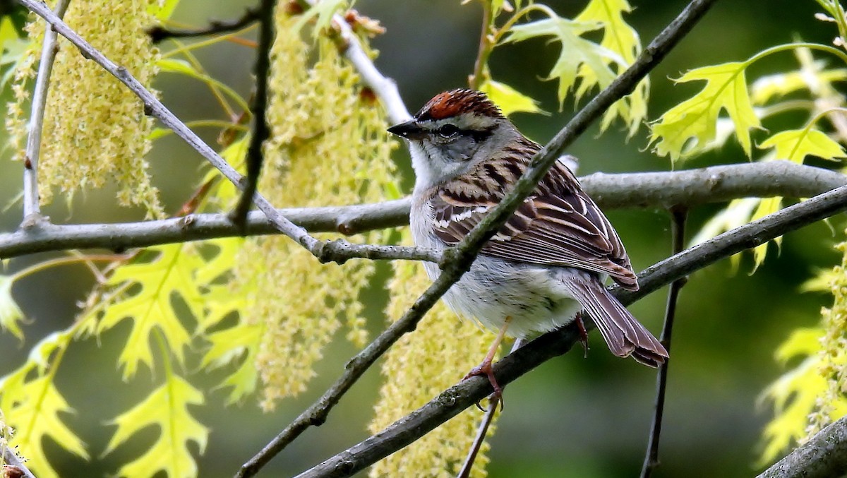 Chipping Sparrow - ML618497391