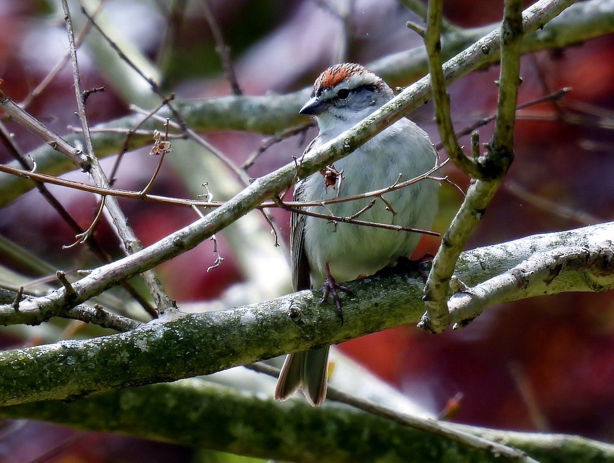 Chipping Sparrow - ML618497393