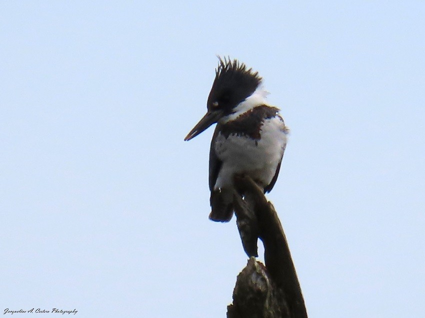 Belted Kingfisher - ML618497407