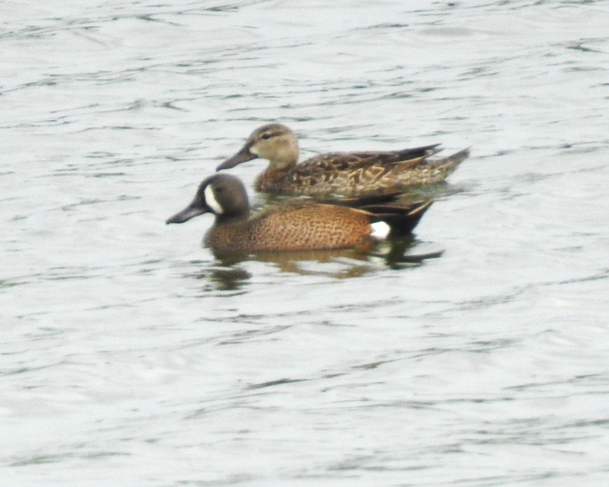 Blue-winged Teal - ML618497414