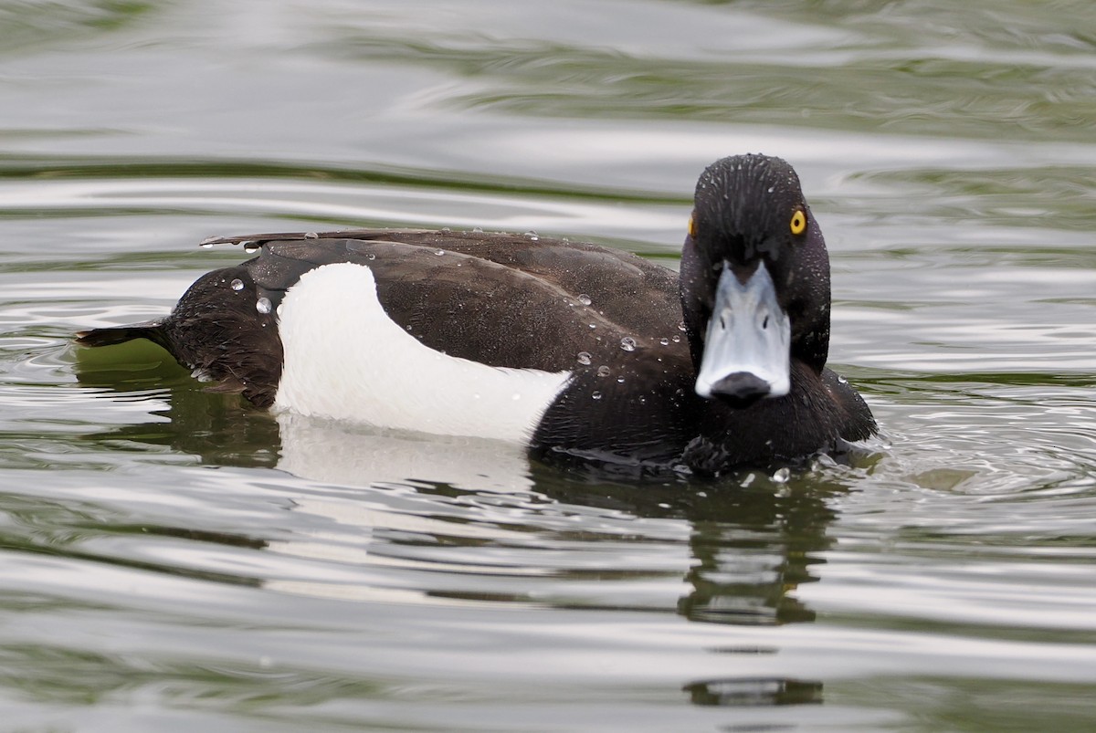 Tufted Duck - ML618497426