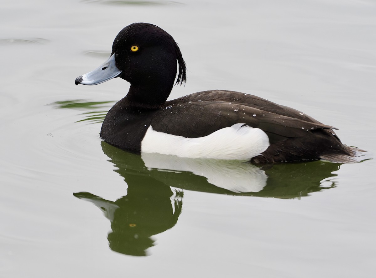 Tufted Duck - ML618497427