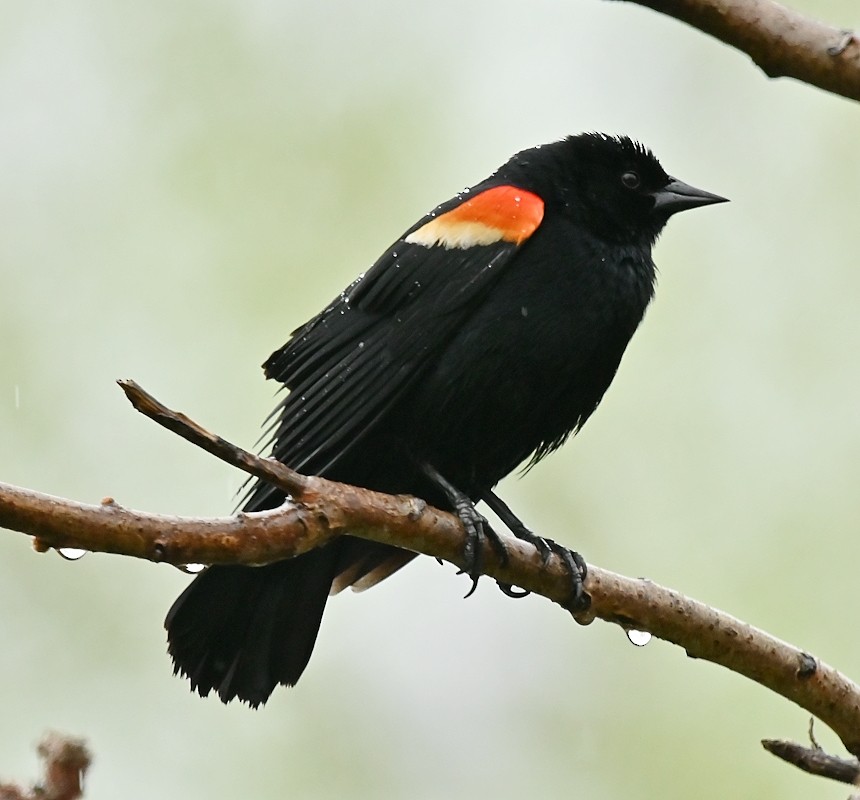 Red-winged Blackbird - ML618497462