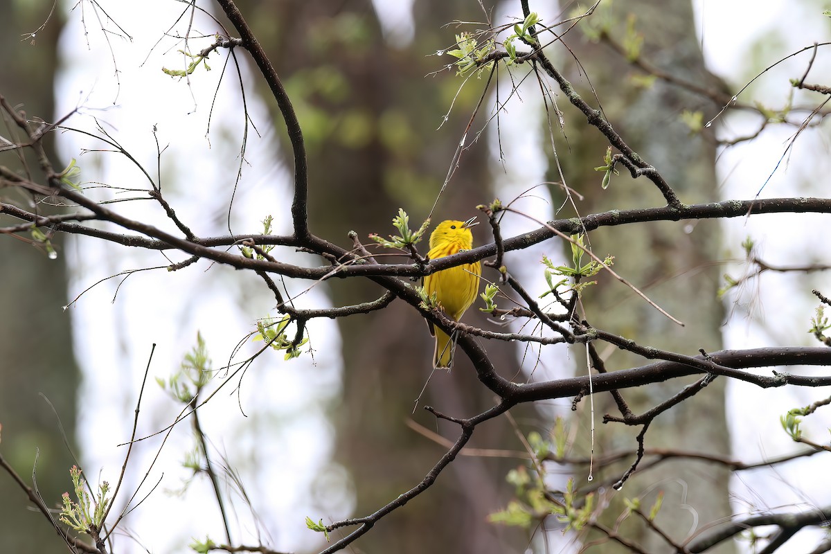 Yellow Warbler - ML618497494