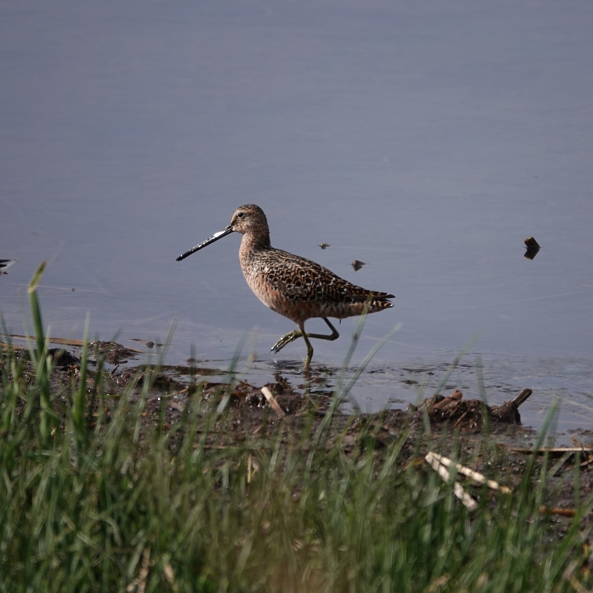 Long-billed Dowitcher - ML618497537