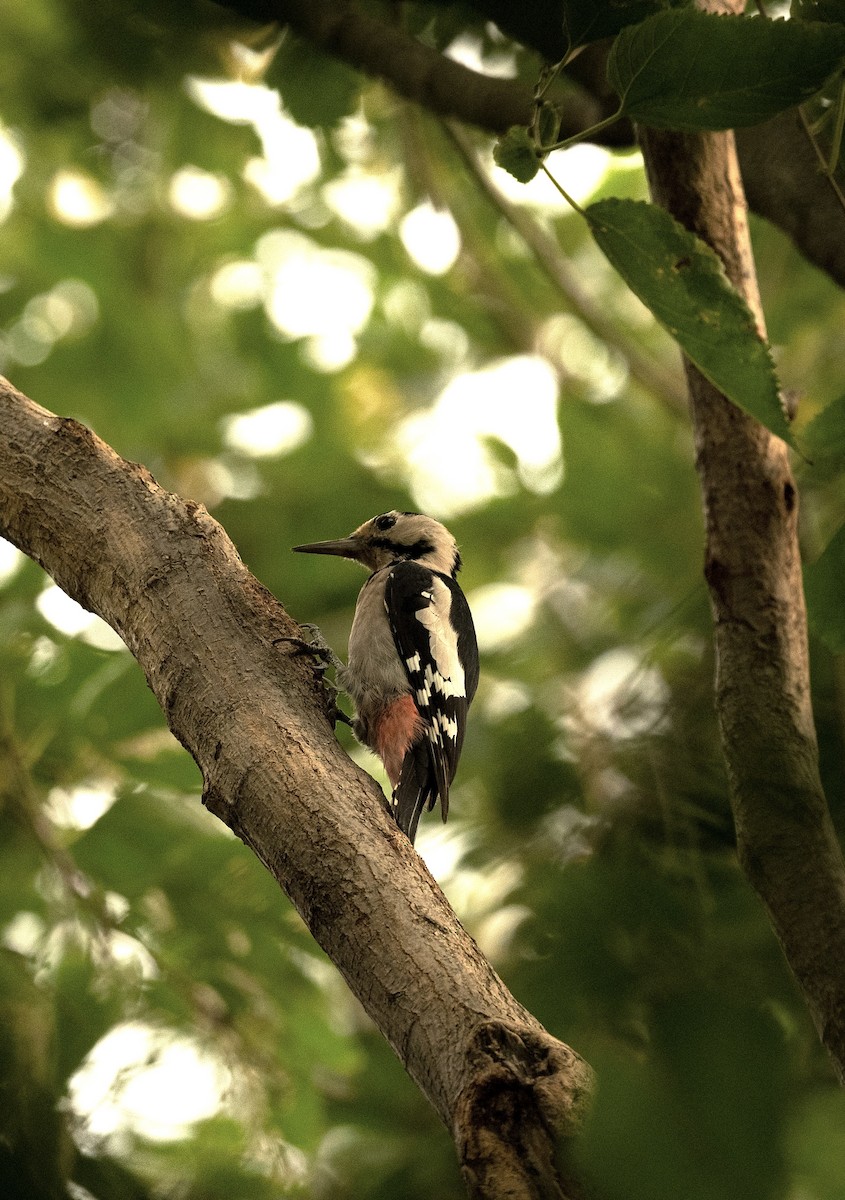 Syrian Woodpecker - ML618497569