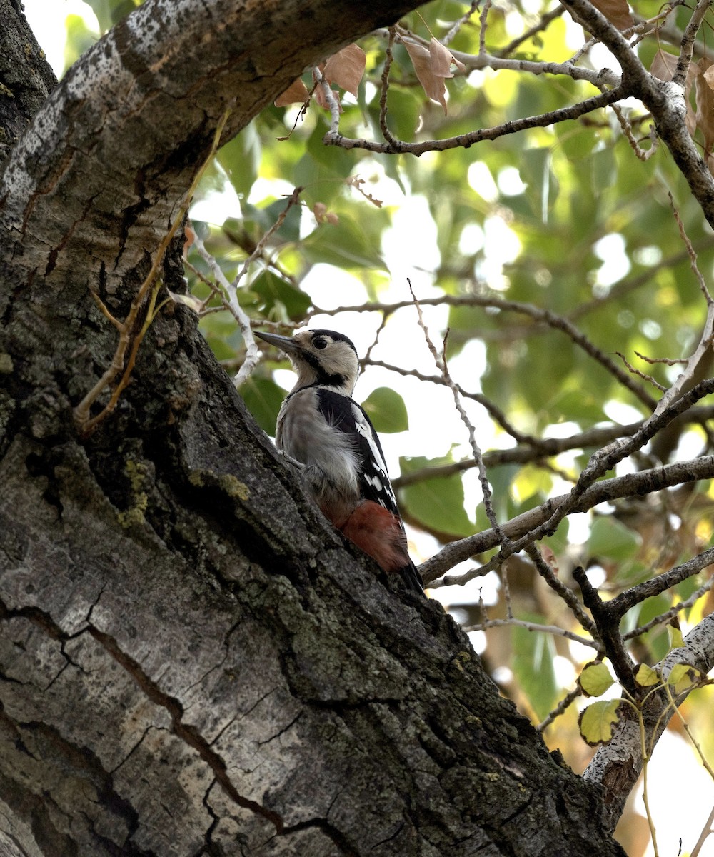 Syrian Woodpecker - Anand ramesh