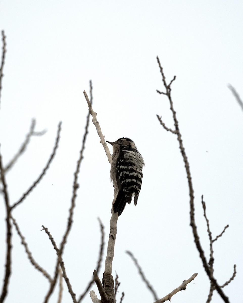 Lesser Spotted Woodpecker - ML618497588