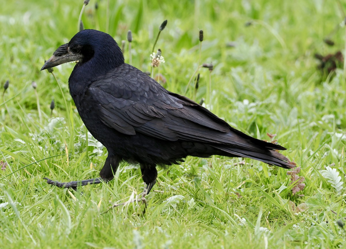 Common Raven - ML618497607