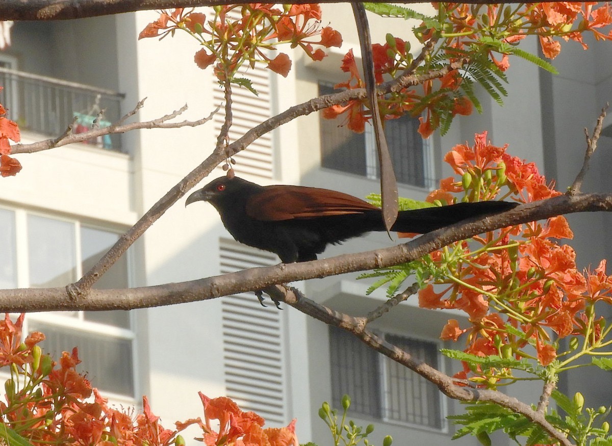 Greater Coucal - ML618497618