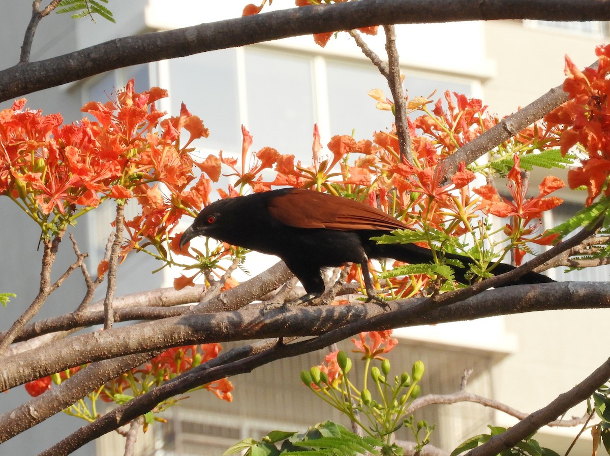 Greater Coucal - ML618497619