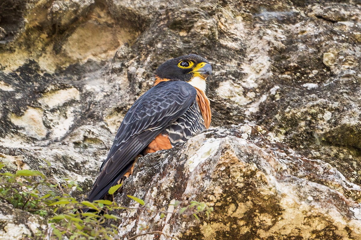 Orange-breasted Falcon - ML618497726