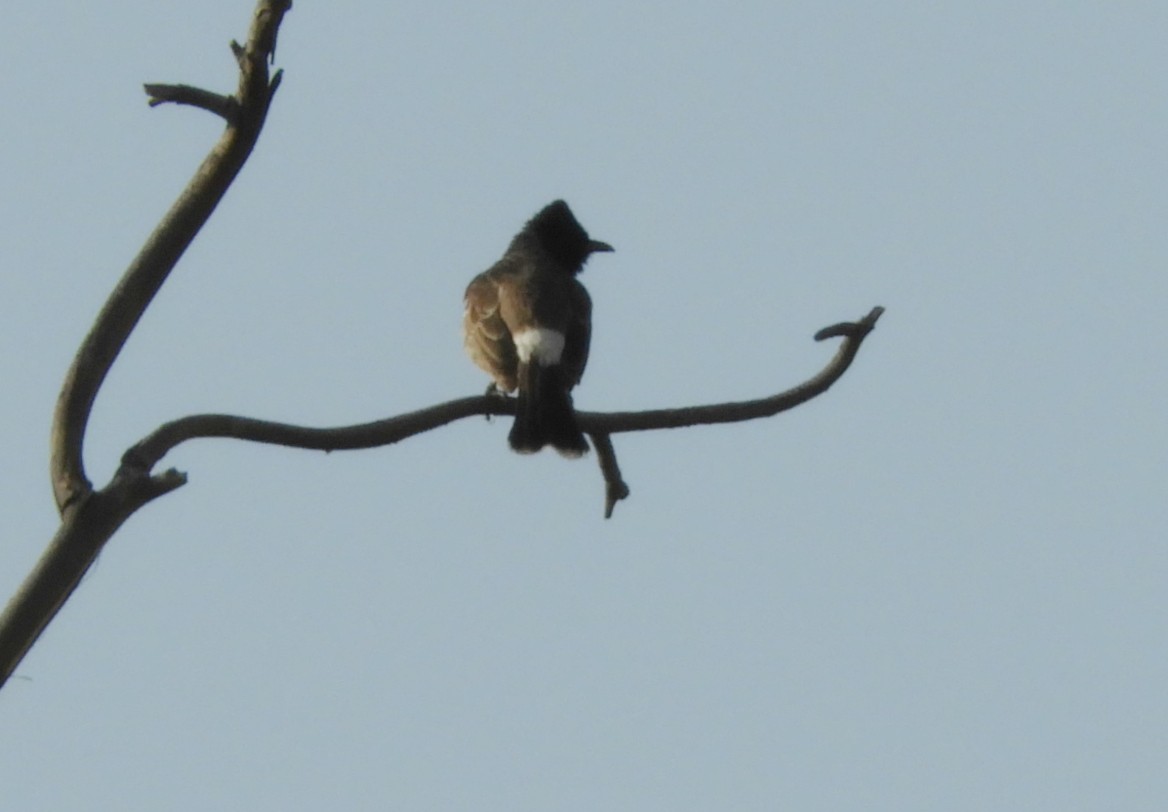 Red-vented Bulbul - ML618497727