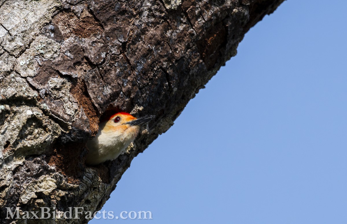Red-bellied Woodpecker - ML618497738