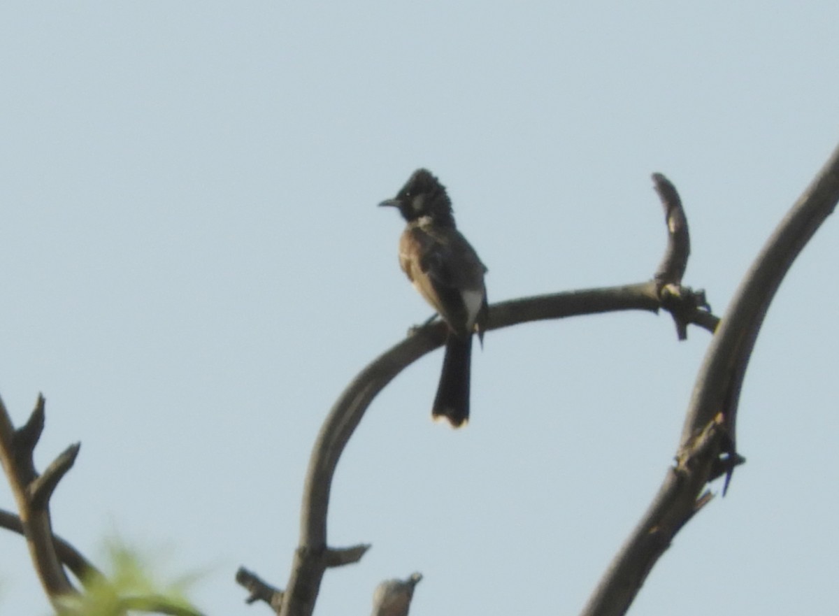 Red-vented Bulbul - ML618497740