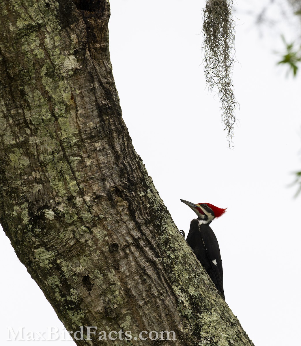 Pileated Woodpecker - ML618497762