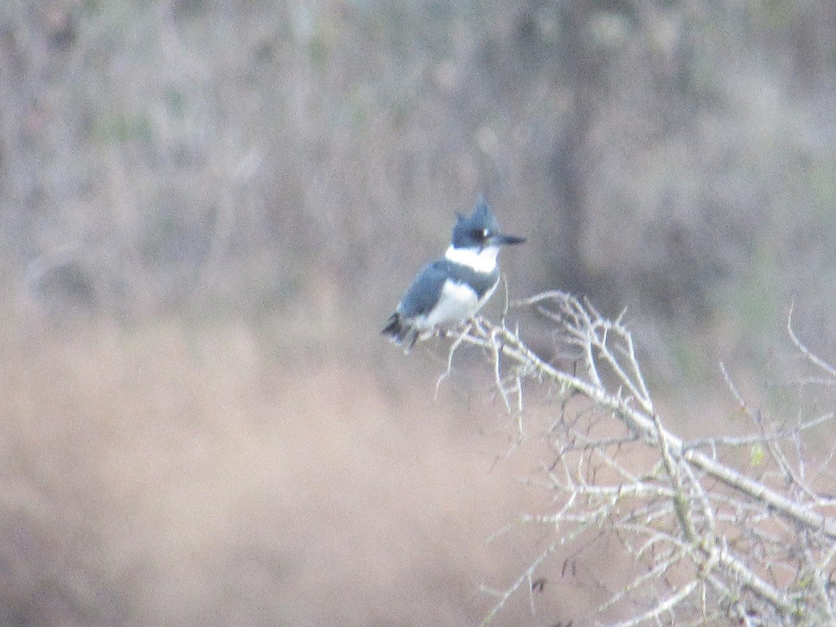 Belted Kingfisher - ML618497763
