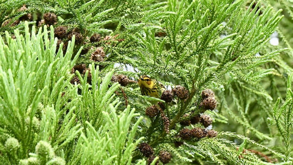 Cape May Warbler - ML618497768