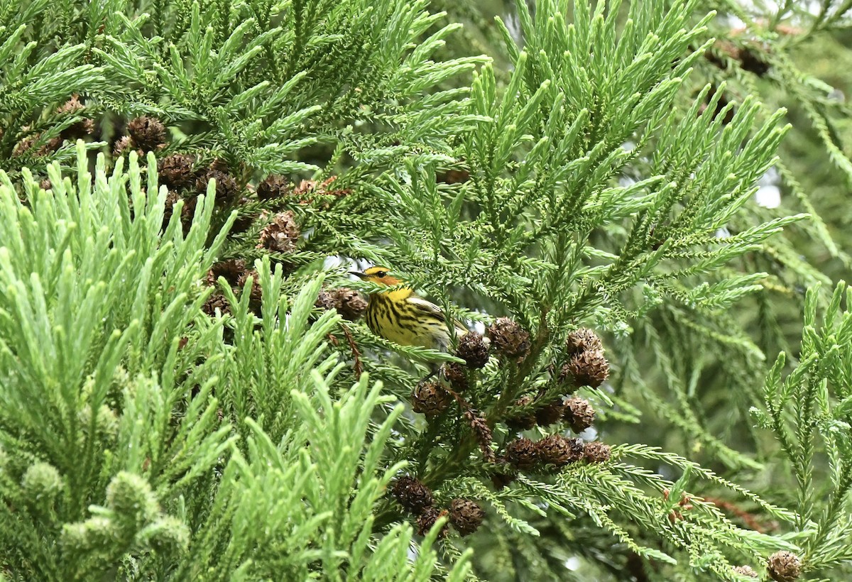 Cape May Warbler - ML618497769